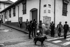 Bogota Street Dogs