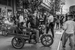 Bogota Street Dogs