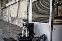 Bogota Street Dogs