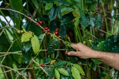 Coffee Colombia