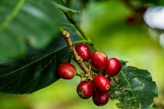 Coffee Colombia