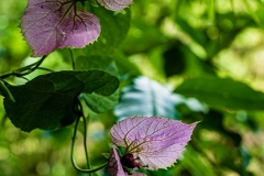 Colombia Flower