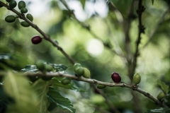 Coffee Colombia