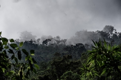 Cocora Valley, Colombia