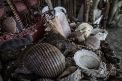 Shells, Caribbean Colombia