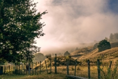 Foggy Morning, New Zealand