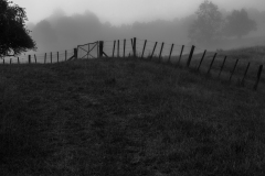 Foggy Morning, New Zealand