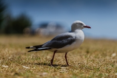 Spirit's Bay NZ 2020